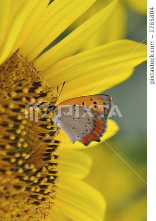 Banish butterfly and sunflower 1785804