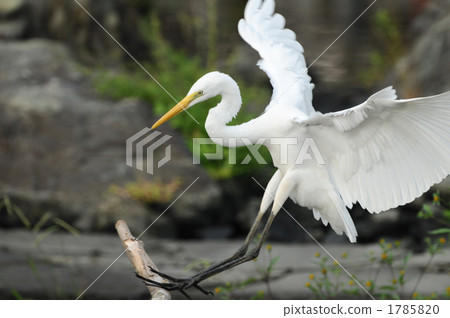 Daisuke on the verge of landing 1785820