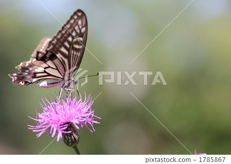 ageha butterfly, butterfly, butterflies 1785867