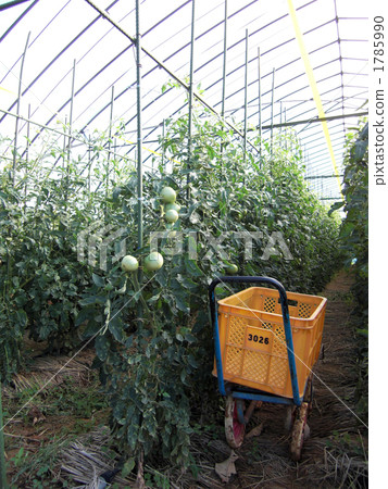 西紅柿田 原野 田地 1785990