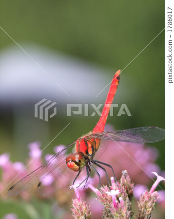 紅蜻蜓 1786017