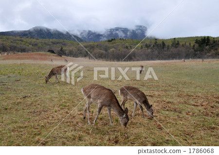Ezo deer in the Shiretoko Peninsula 1786068