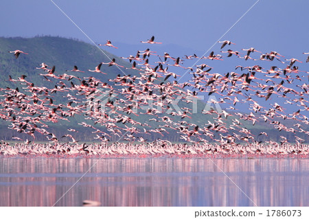 肯尼亞野生火烈鳥群 1786073