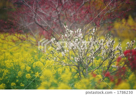 油菜花田 桃花 桃樹 1786230