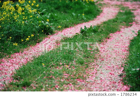 country road, rural road, path 1786234