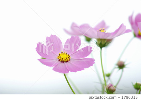 Pink Cosmos 1786315