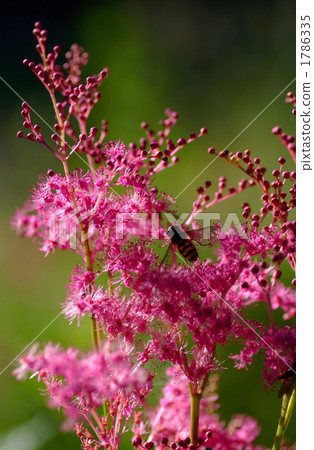 Akabane shimotsuke Akabane shimotsuke 1786335