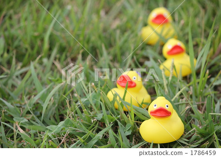 duck duck 1786459