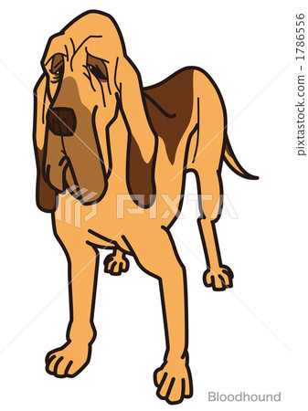 Bloodhound 02_100922 Bloodhound 02_100922 1786556