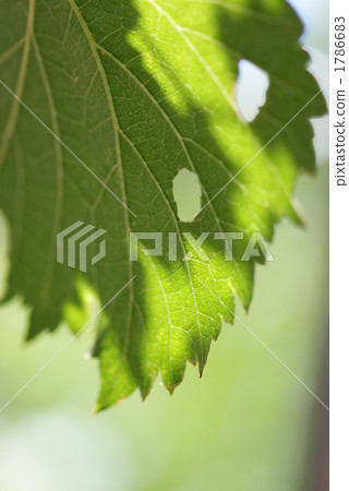 Grape leaves with holes 1786683
