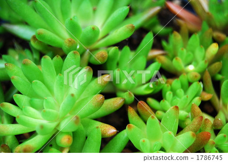 succulent, foliage plant, botanic 1786745