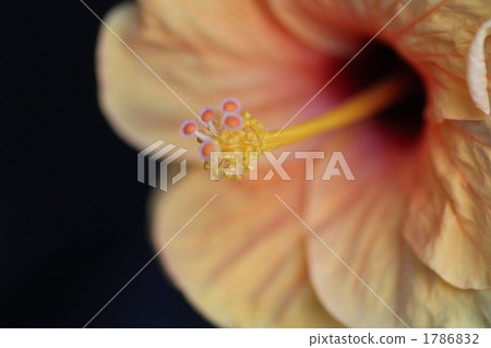 hibiscus, bloom, blossom 1786832