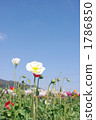 corn poppy, flower, flowers 1786850