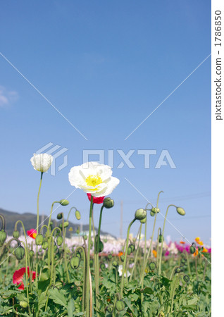 corn poppy, flower, flowers 1786850
