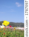 vernal flowers, hills and fields, flower line 1787097