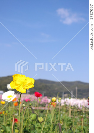 春天的花 春暖花開 山和田野 1787097