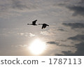 Flapping swan Flapping swan 1787113