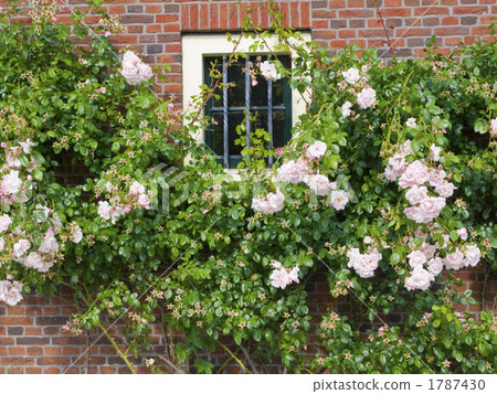 Dutch rose rose 1787430