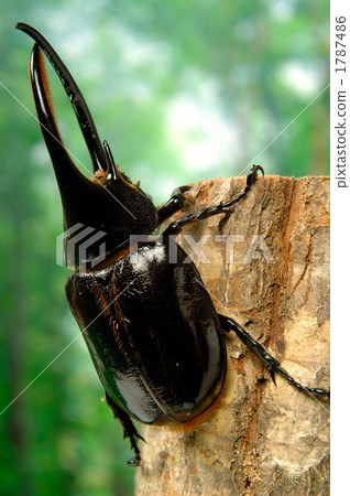 Neptune fish 1787486