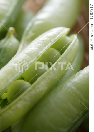豌豆 1787517
