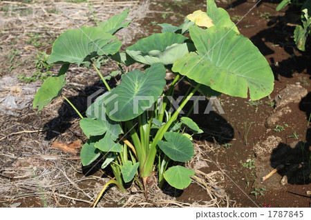 Taro leaf 1787845