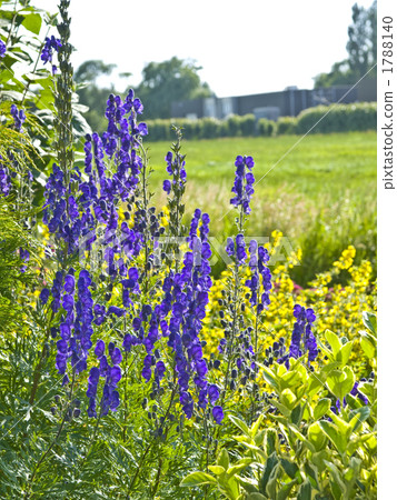 三聯草藥毒性 1788140