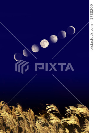 Moon and Susuki 1788209
