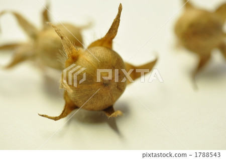 牽牛花種子 牽牛花種子 1788543