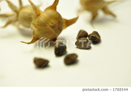 牽牛花種子 牽牛花種子 1788544