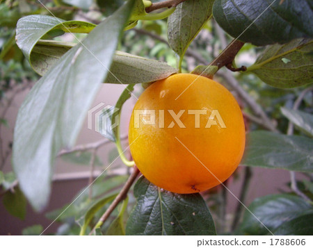 甜柿 果園 食物 1788606