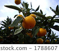 橘子 桔子 蜜柑 1788607