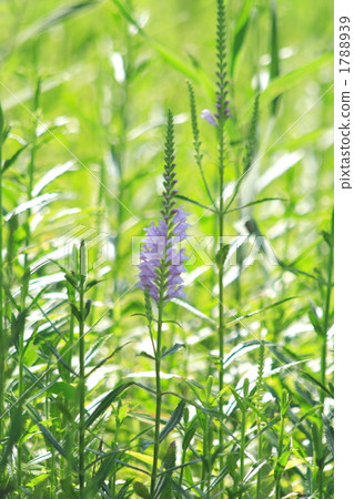 obedient plant, physostegia virginiana, bistorta 1788939