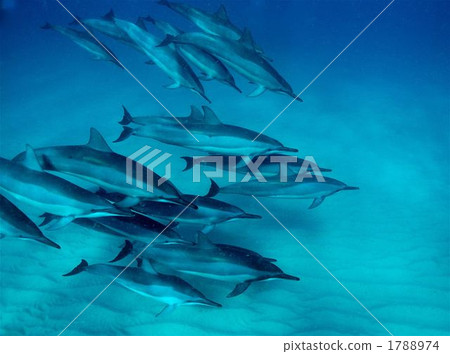 Dolphin Dolphin 1788974