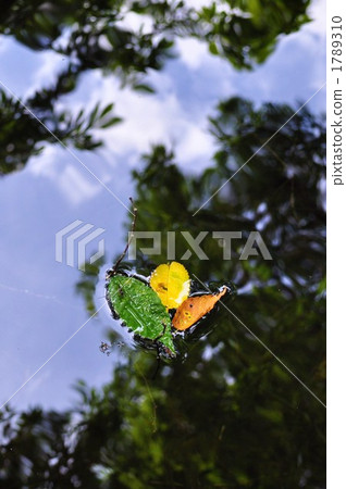 水面 落葉 楓樹 1789310