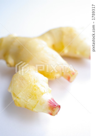 ginger ginger 1789317