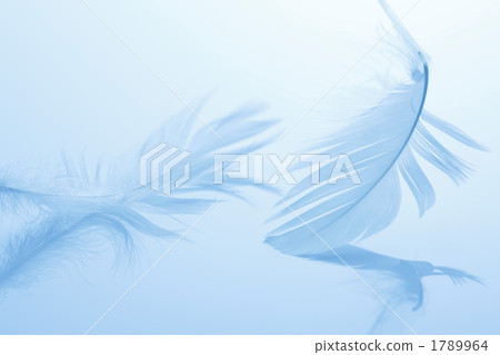 羽毛 1789964