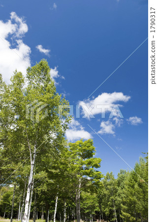 cloud, clouds, tree 1790317