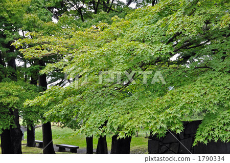 樹·Irohamomidge楓樹家庭 樹·Irohamomidge楓樹家庭 1790334