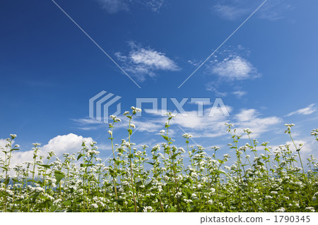 soba field, shinano, nagano prefecture 1790345