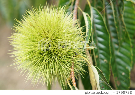 Chestnut Tree 1790728