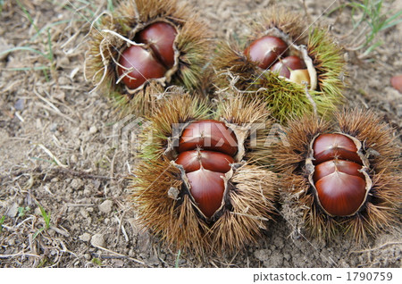 板栗採摘 板栗採摘 1790759