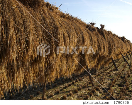 Hanging over 1790836