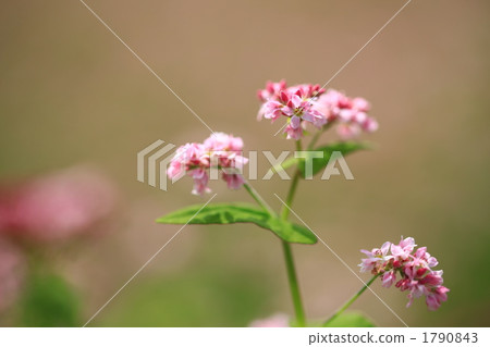 Red-soba no Sato Red-soba no Sato 1790843