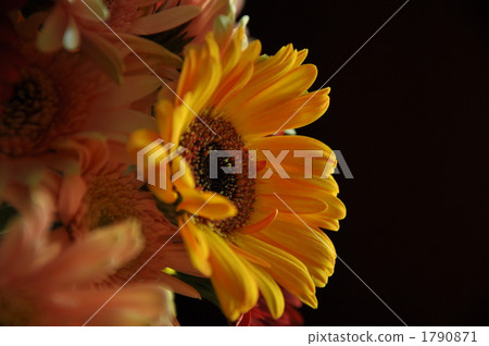 非洲菊 橙色 橙子 1790871