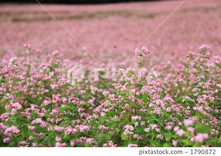 紅蕎麥麵沒有佐藤 1790872