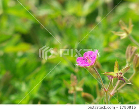 GENOSHO GENOSHO 1790916