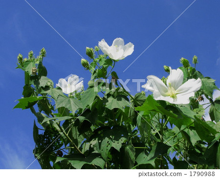 夏天天空白花 1790988