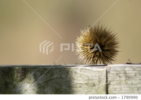 栗子果子在早期的秋天 1790990