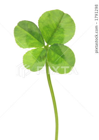 four Leaf Clover  1791298