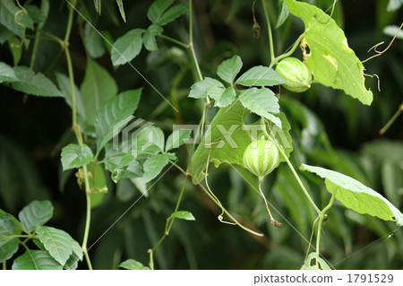 Fruit of cauliflower 1791529